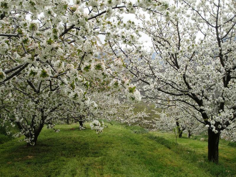 cerezo-en-flor-005