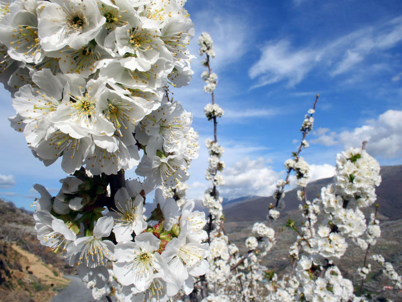 cerezo-en-flor-006