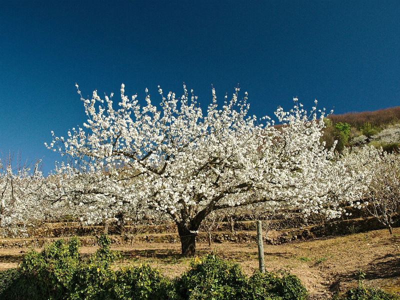 visitas-imprescindibles-norte-extremadura_0008_cerezo-en-flor-001-2