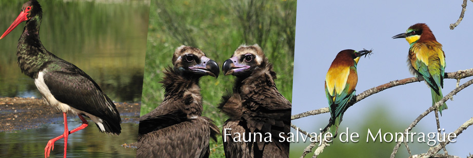 Paquete Fauna Salvaje de Monfragüe